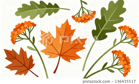 autumn leaf on white background 136435517