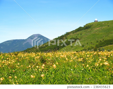 Kirigamine plateau where Nikkosuge is blooming 136435623