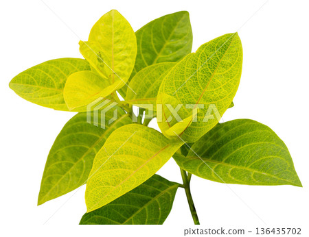 A cluster of bright green leaves grows on a thin branch. The leaves display a clear texture with veins and are set against a white background. They appear fresh and vibrant in color A cluster of bright green leaves grows on a thin branch. The leaves display a clear texture with veins and are set against a white background. They appear fresh and vibrant in color 136435702