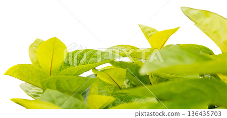 Green leaves are arranged on a clear background, showing the details and shapes of each leaf. This cut-out element can be used for various design projects or decorations 136435703