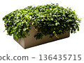 A thick cluster of green leaves and vines is growing over the edges of a rectangular modern planter. This scene shows a lush plant that can be used in various settings and spaces 136435715