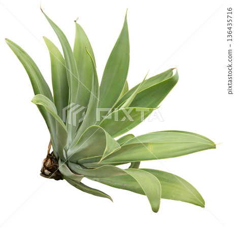 A plant with long green leaves is shown with a white background. The leaves are arranged in a spread formation. This plant grows in sunny areas 136435716