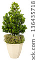 A green plant with dense leaves is set in a beige pot. The plant has a round top and a bushy base. It can be used for home decor or office decoration 136435718