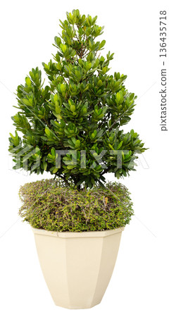 A green plant with dense leaves is set in a beige pot. The plant has a round top and a bushy base. It can be used for home decor or office decoration 136435718