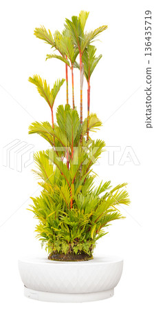 A tall green plant with multiple stems grows from a round white pot. The pot and plant are cut out and sit on a clear background. The plant has lush green leaves and a bright appearance 136435719
