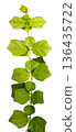 This vining plant features multiple green leaves arranged along a long stem. It can be used for decoration or design projects. The clear background makes it easy to place in various settings 136435722