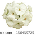 A group of white flowers arranged closely together in a circular shape. The flowers have green leaves and a small orange center, suitable for various design uses 136435725