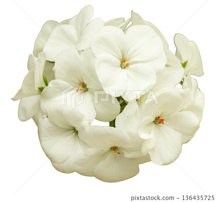 A group of white flowers arranged closely together in a circular shape. The flowers have green leaves and a small orange center, suitable for various design uses 136435725