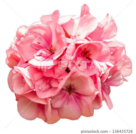 A cluster of pink flowers with large petals is arranged closely together. These flowers can be used for decorations, crafts, or digital designs and look vibrant against any background 136435726