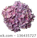 A collection of pink hydrangea flowers sits on a white background. The flowers are tightly grouped, showcasing their delicate petals and natural beauty. Ideal for design projects 136435727
