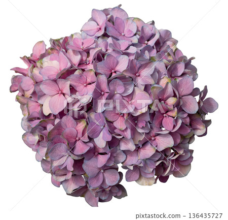 A collection of pink hydrangea flowers sits on a white background. The flowers are tightly grouped, showcasing their delicate petals and natural beauty. Ideal for design projects A collection of pink hydrangea flowers sits on a white background. The flowers are tightly grouped, showcasing their delicate petals and natural beauty. Ideal for design projects 136435727