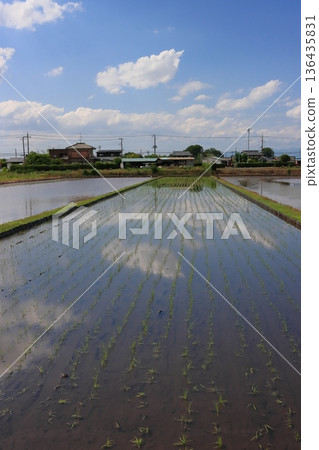 The sky reflected in a flooded rice field The sky reflected in a flooded rice field 136435831