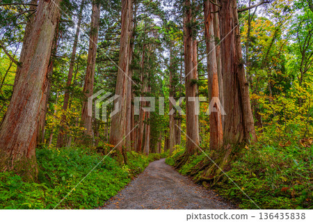 (Nagano Prefecture) Togakushi Shrine: Giant tree on the approach to the inner shrine 136435838