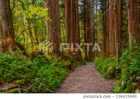 (長野縣)戶隱神社:通往內殿的路上有一棵參天大樹 (長野縣)戶隱神社:通往內殿的路上有一棵參天大樹 136435840