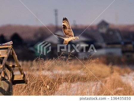 Owl Owl 136435850