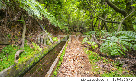 Levada Faja dos Rodrigues, Madeira, Portugal Levada Faja dos Rodrigues, Madeira, Portugal 136435870