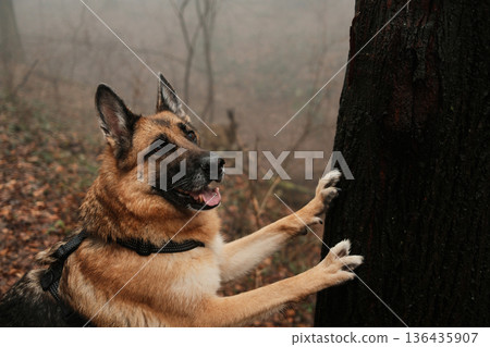 German shepherd standing with paws on a tree trunk in a misty autumn forest. Expressive moment of curiosity, playfulness, training behavior and strong connection between dog and natural environment 136435907