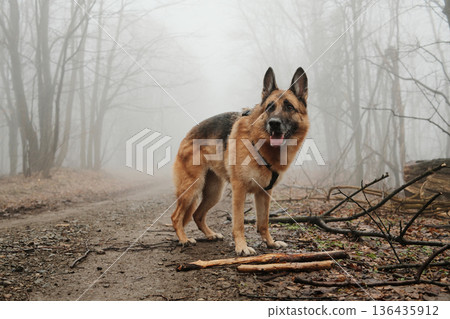 German shepherd standing on a misty forest road after dropping wooden sticks. Concept of calm outdoor walk, loyal companion, pet hiking, and peaceful nature atmosphere German shepherd standing on a misty forest road after dropping wooden sticks. Concept of calm outdoor walk, loyal companion, pet hiking, and peaceful nature atmosphere 136435912