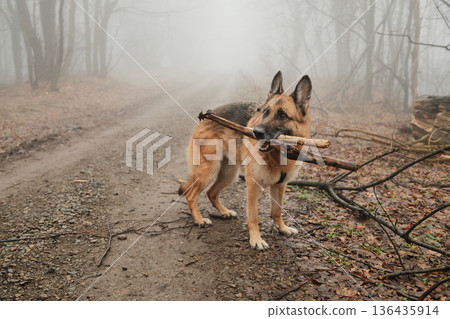 German shepherd standing on a forest path in dense fog holding wooden sticks in mouth. Concept of active dog walking, playtime outdoors, pet lifestyle, and nature exploration German shepherd standing on a forest path in dense fog holding wooden sticks in mouth. Concept of active dog walking, playtime outdoors, pet lifestyle, and nature exploration 136435914