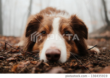 Brown Australian Shepherd lying on a forest trail covered with wet leaves, resting calmly in a foggy woodland during a peaceful autumn hike. Cute dog close portrait Brown Australian Shepherd lying on a forest trail covered with wet leaves, resting calmly in a foggy woodland during a peaceful autumn hike. Cute dog close portrait 136435919