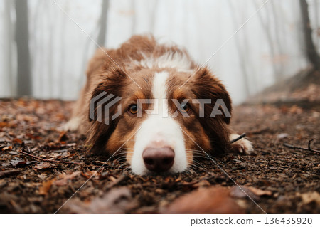 Brown Australian Shepherd lying on a forest trail covered with wet leaves, resting calmly in a foggy woodland during a peaceful autumn hike. Cute dog close portrait Brown Australian Shepherd lying on a forest trail covered with wet leaves, resting calmly in a foggy woodland during a peaceful autumn hike. Cute dog close portrait 136435920