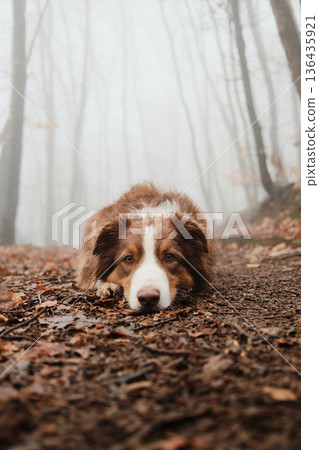 Brown Australian Shepherd lying on a forest trail covered with wet leaves, resting calmly in a foggy woodland during a peaceful autumn hike. Cute dog close portrait Brown Australian Shepherd lying on a forest trail covered with wet leaves, resting calmly in a foggy woodland during a peaceful autumn hike. Cute dog close portrait 136435921