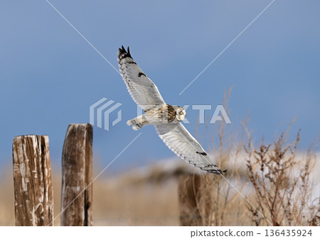 Owl Owl 136435924