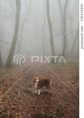 Brown Australian Shepherd walking alone on a misty forest trail covered with fallen leaves, creating a calm and mysterious outdoor atmosphere during a foggy autumn morning Brown Australian Shepherd walking alone on a misty forest trail covered with fallen leaves, creating a calm and mysterious outdoor atmosphere during a foggy autumn morning 136435945