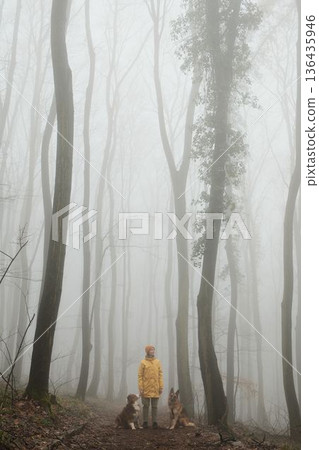 Woman standing on a forest trail with German and Australian shepherds in dense fog. Concept of hiking with pets, harmony with nature, outdoor lifestyle, and calm exploration Woman standing on a forest trail with German and Australian shepherds in dense fog. Concept of hiking with pets, harmony with nature, outdoor lifestyle, and calm exploration 136435946