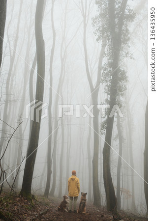 Rear view of a woman hiking with two dogs in a foggy forest surrounded by tall trees. Concept of journey, solitude, pet companionship, and mindful outdoor adventure Rear view of a woman hiking with two dogs in a foggy forest surrounded by tall trees. Concept of journey, solitude, pet companionship, and mindful outdoor adventure 136435950