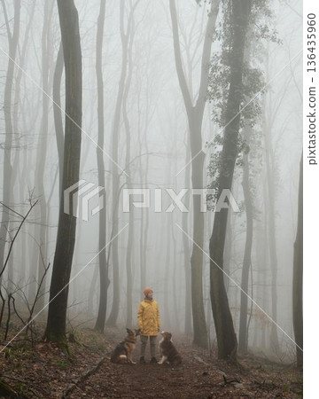 Woman standing on a forest trail with German and Australian shepherds in dense fog. Concept of hiking with pets, harmony with nature, outdoor lifestyle, and calm exploration Woman standing on a forest trail with German and Australian shepherds in dense fog. Concept of hiking with pets, harmony with nature, outdoor lifestyle, and calm exploration 136435960