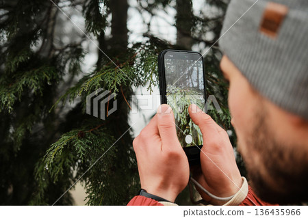 Man photographing evergreen branches with a smartphone in a foggy forest. Concept of modern nature photography, digital creativity, and mindful outdoor experience 136435966