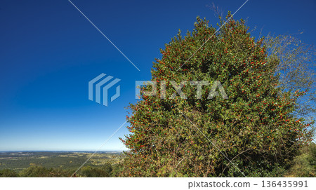 Acebal de Pradena Holly Forest, Spain Acebal de Pradena Holly Forest, Spain 136435991
