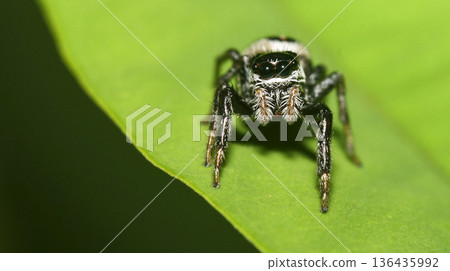 Tropical Spider, Amazonia Tropical Spider, Amazonia 136435992