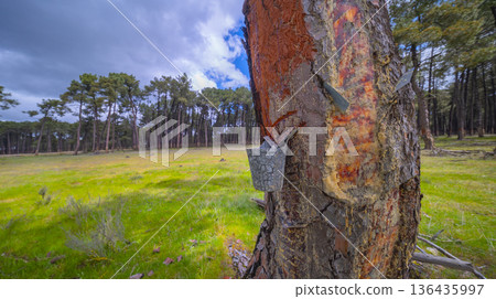 Maritime Pine Resin Industry, Spain 136435997