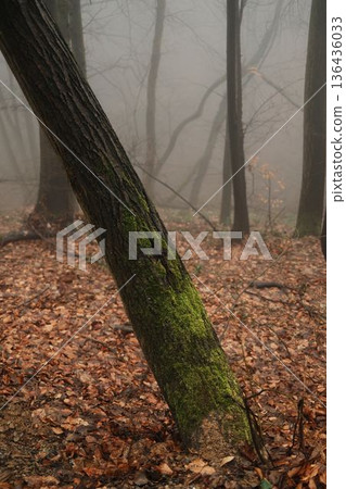Moss covered leaning tree trunk in foggy forest of Fruska Gora National Park, Serbia. Quiet late winter woodland with earthy tones and soft mist Moss covered leaning tree trunk in foggy forest of Fruska Gora National Park, Serbia. Quiet late winter woodland with earthy tones and soft mist 136436033