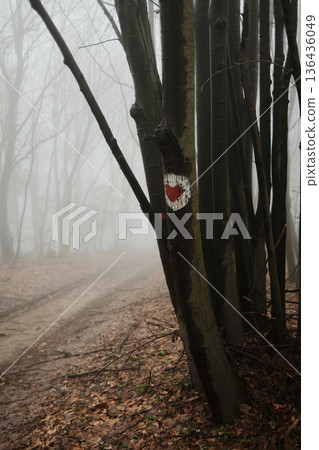 Forest trail marker painted on tree trunk along foggy path in Fruska Gora National Park, Serbia. Navigation symbol in misty late winter woodland 136436049