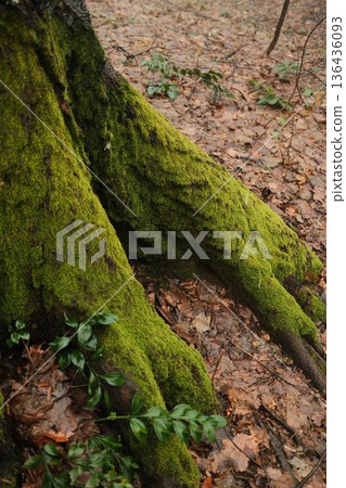 Close up of moss covered tree roots on a forest floor in Fruska Gora, Serbia. Green texture contrasts with wet autumn leaves, symbolizing nature resilience, growth, and calm wilderness 136436093