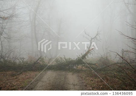 Foggy forest road blocked by fallen tree in Fruska Gora, Serbia. Misty woodland scene with broken branches creates a sense of isolation, obstacle, nature power and quiet tension Foggy forest road blocked by fallen tree in Fruska Gora, Serbia. Misty woodland scene with broken branches creates a sense of isolation, obstacle, nature power and quiet tension 136436095