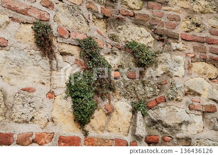 Ancient stone wall with patches of green plants growing between bricks, highlighting natural decay, texture contrast, and organic elements in historic architecture Ancient stone wall with patches of green plants growing between bricks, highlighting natural decay, texture contrast, and organic elements in historic architecture 136436126