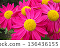 Beautiful crimson Pyrethrum flowers, close-up 136436155