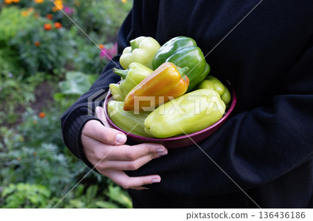 Person harvesting green bell peppers in a garden, enjoying a sunny day and contributing to sustainable gardening practices in their backyard 136436186