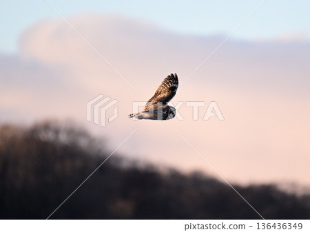 Owl Owl 136436349