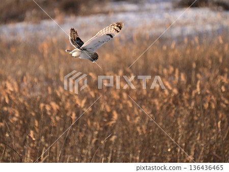 Owl Owl 136436465