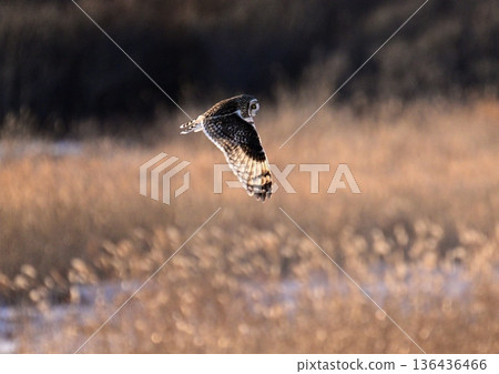 Owl Owl 136436466