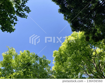 Fresh green trees and clear skies Fresh green trees and clear skies 136436560