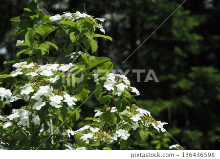 Flower Flower 136436598