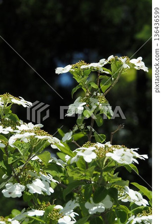Flower Flower 136436599