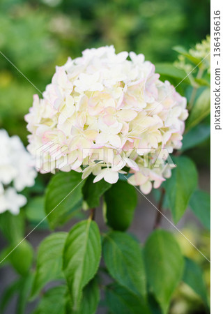 Early pink phase of Metallica hydrangea flowers Early pink phase of Metallica hydrangea flowers 136436616