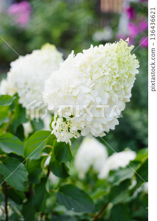 Single White Cone Of Polar Bear Hydrangea Blooming 136436621